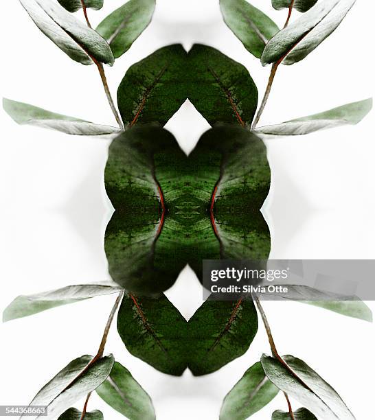 eucalyptus leaves - symmetry nature stock pictures, royalty-free photos & images