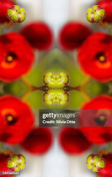 red Ranunculus