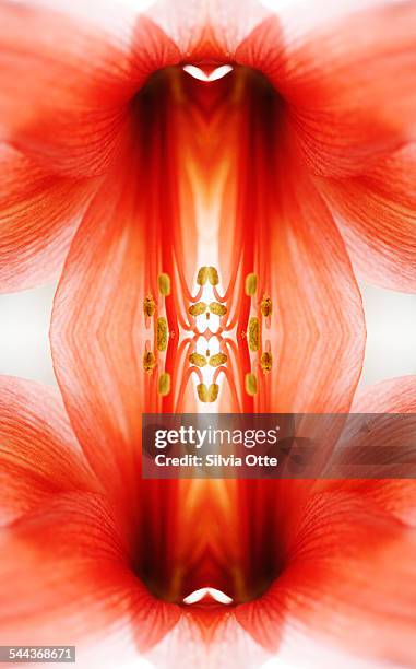 amaryllis flower