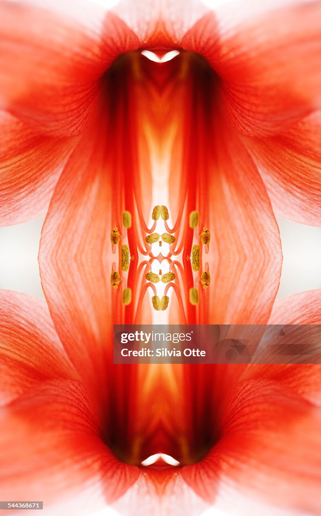 Amaryllis flower