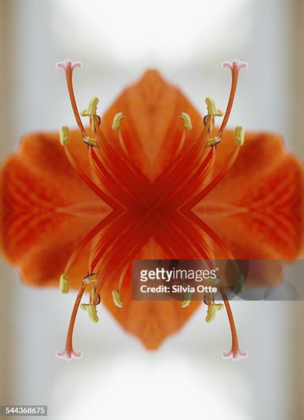 Red amaryllis flower