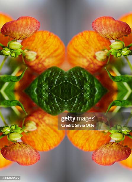 Calceolaria flower close-up