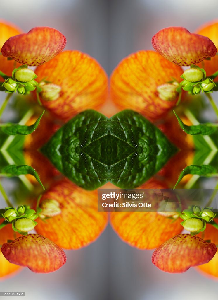 Calceolaria flower close-up