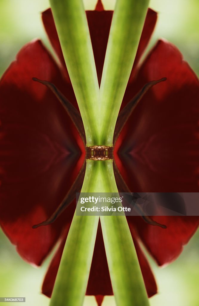 Amaryllis flower