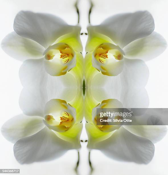 yellow and white orchid