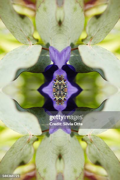 Gerbera flower