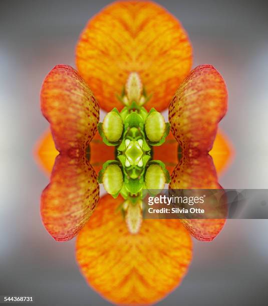 Calceolaria flower buds