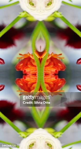 Ranunculus flower