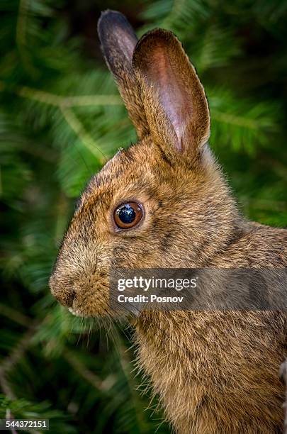 snowshoe hare - isle royale national park - fotografias e filmes do acervo