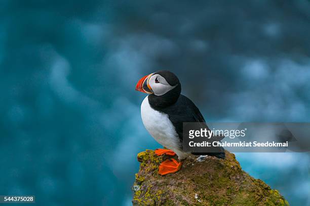 atlantic puffin in westfjords, iceland - papageitaucher stock-fotos und bilder