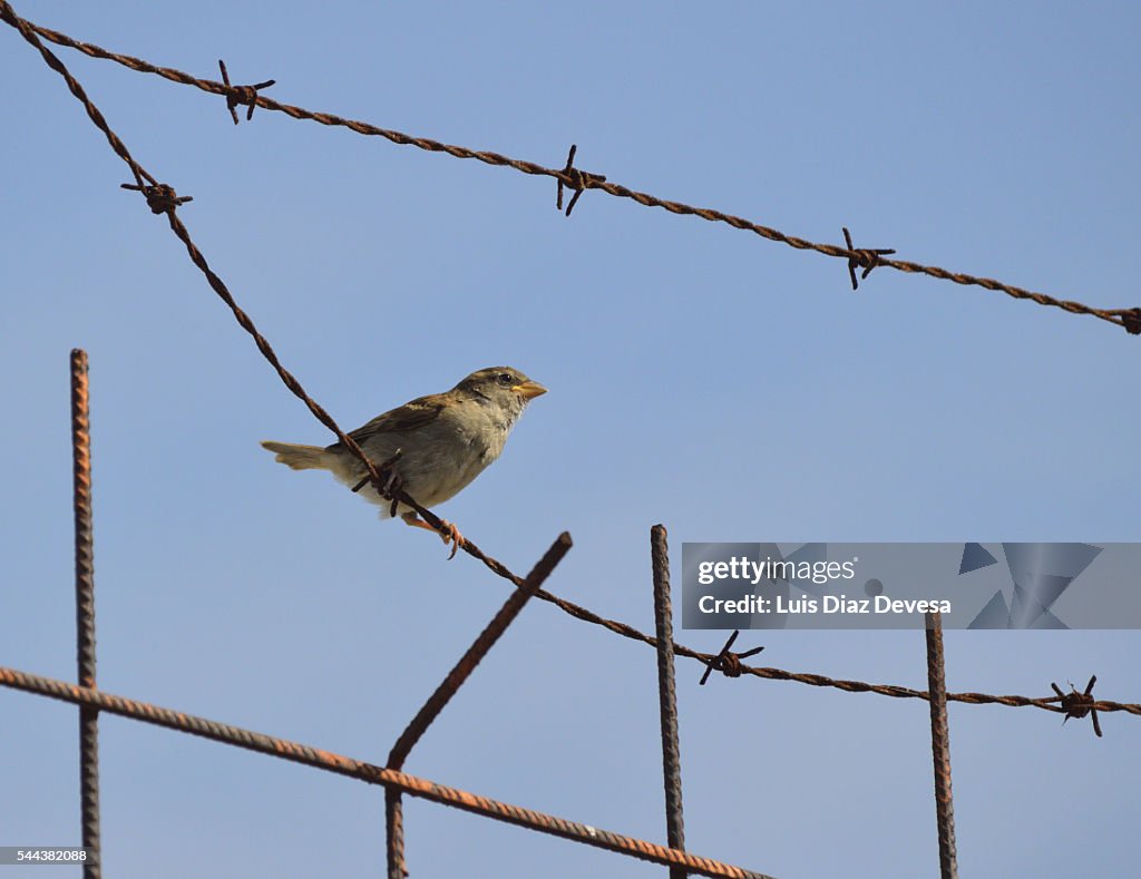 Sparrow over barbed wire at Refugee Camp