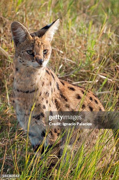 serval cat leptailurus - camouflaged cat ストックフォトと画像