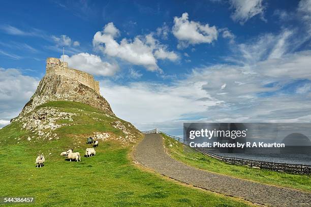 sheep grazing below lindisfarne castle - northumberland 個照片及圖片檔