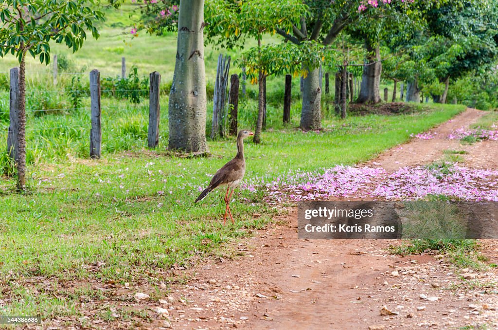 Seriema, bird with long legs walking through the fields