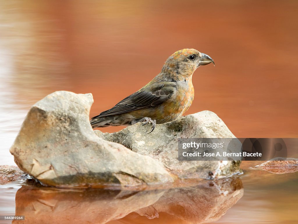 Bird Red Crossbill , famale , ( Loxia curvirostra ),species Passeriformes ,family of finches, On a stone of a lake surrounded with water