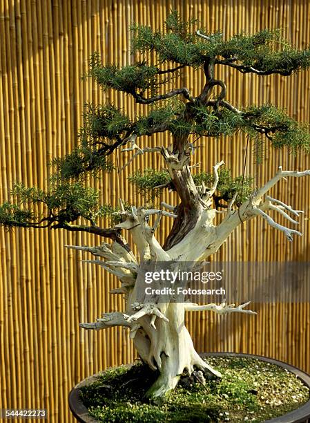 bonsai tree - bamboo bonsai stock pictures, royalty-free photos & images