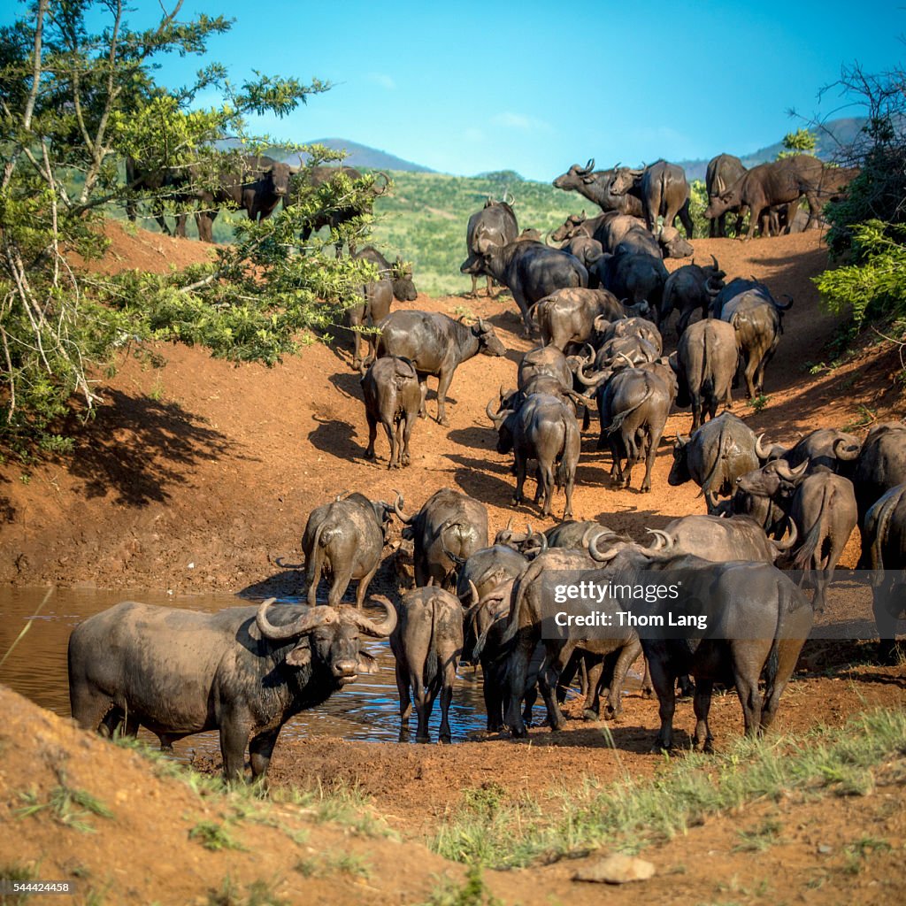 Herd of Cape Buffalo at a watering hole in Hluhluwe Game Reserve,South Africa