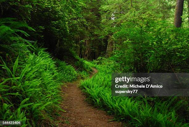 ferns and sitka spruces. - d ca stock pictures, royalty-free photos & images