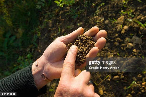 hand of farmer holding and monitoring soil in field - soil hands stock pictures, royalty-free photos & images