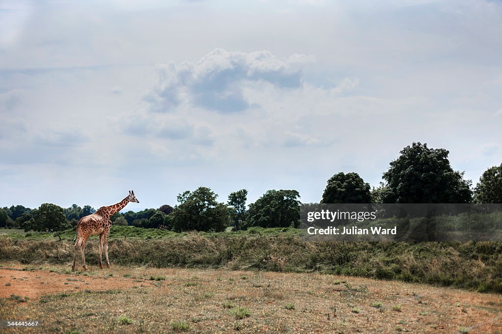 Giraffe in field, Cotswold wildlife park, Burford, Oxfordshire, UK
