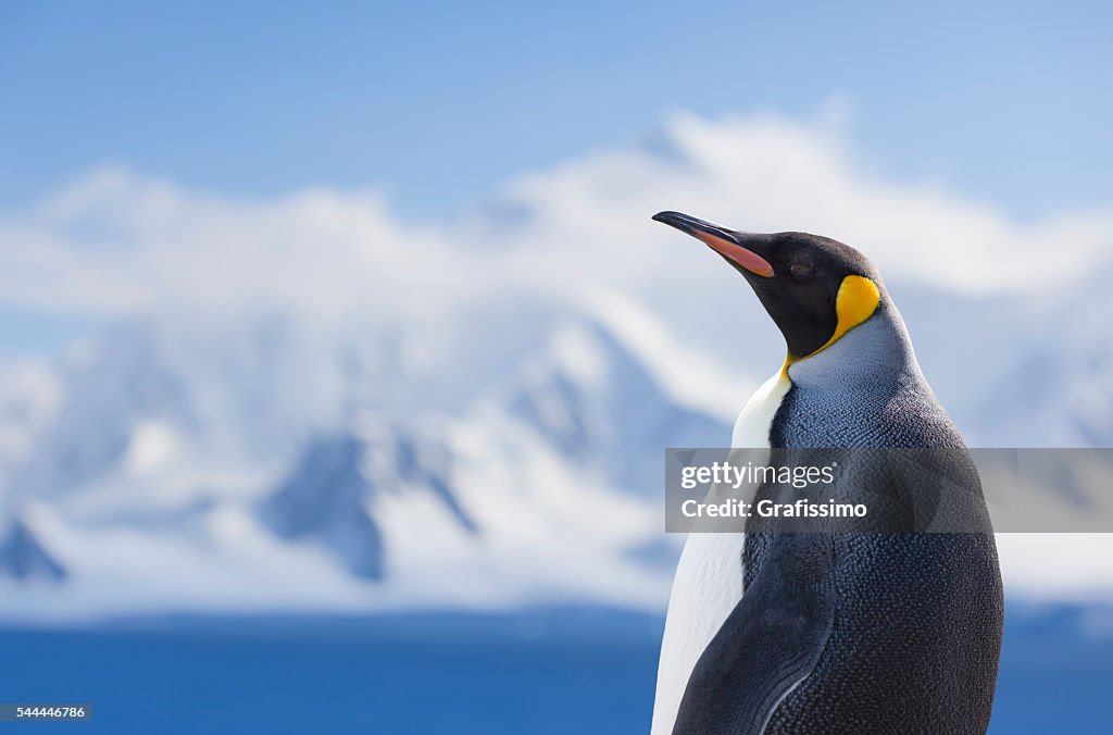 Pinguino di montagna innevata Antartide con letto re size