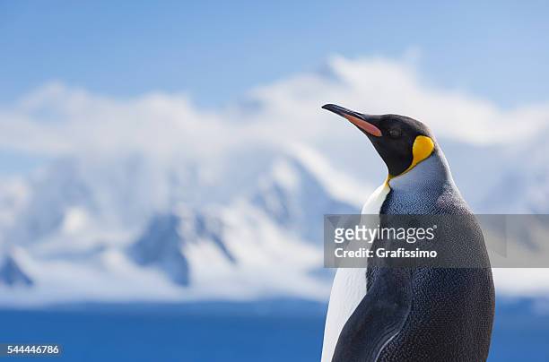 antarctica king penguin snowy mountain - pinguïn stockfoto's en -beelden
