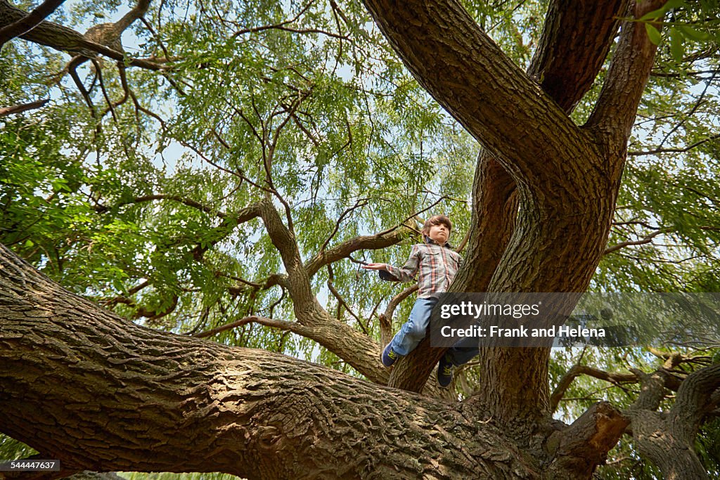 Boy sitting high in forest tree
