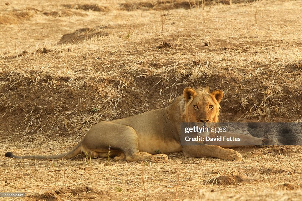 Lion (Panthera leo) resting, Mana Pools, Zimbabwe, Africa.