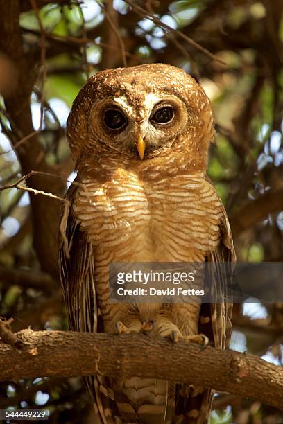 african wood owl (strix woodfordii), mana pools, zimbabwe, africa. - african wood owl stock-fotos und bilder