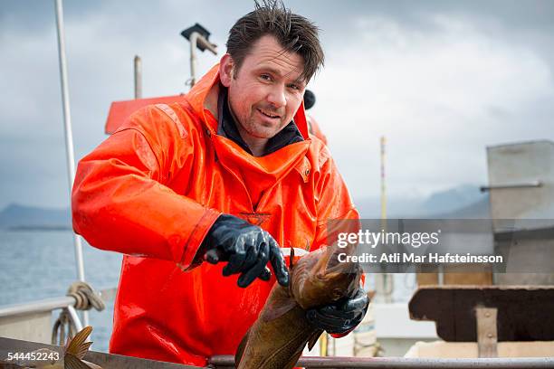 fisherman gutting fish - olafsvik stock pictures, royalty-free photos & images