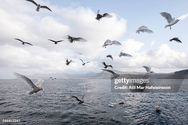 gulls flying over sea - olafsvik stock pictures, royalty-free photos & images