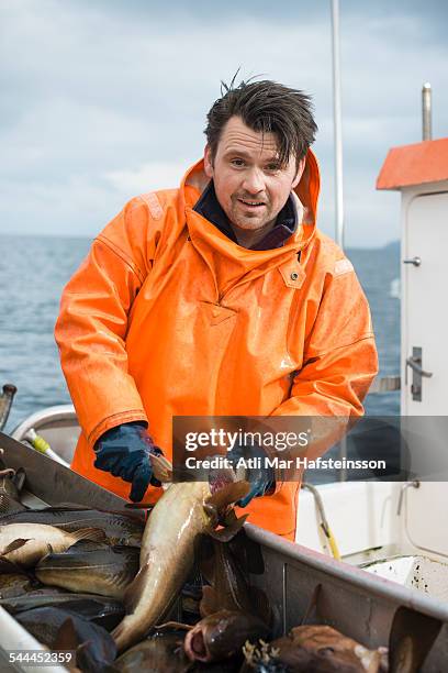 fisherman on boat holding fish - olafsvik stock pictures, royalty-free photos & images