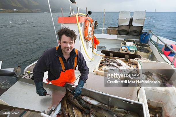 fisherman gutting fish on boat - olafsvik stock pictures, royalty-free photos & images