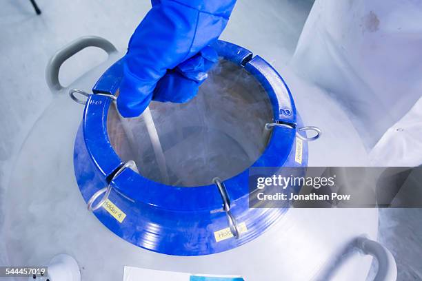 cancer research laboratory, female scientists hand lifting cells stored at sub zero temperatures in a liquid nitrogen cryopreservation chamber - nitrogen stock pictures, royalty-free photos & images