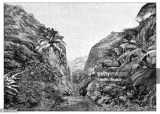 antique illustration of martinique valley - french antilles stock illustrations