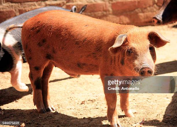 piglet - lechon stock pictures, royalty-free photos & images
