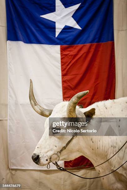 bull agains texas flag - texas flag stock pictures, royalty-free photos & images