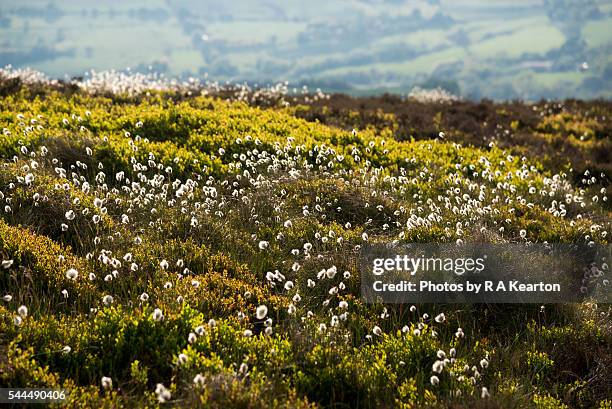 cotton grass on the hills of northern england - tuft stock pictures, royalty-free photos & images