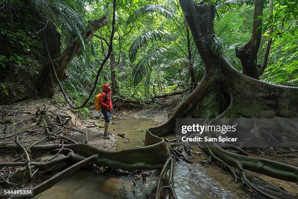 man trekking through dense tropical jungle scenery including a looking glass mangrove tree - racine terre photos et images de collection