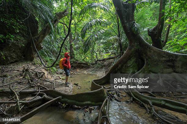 man trekking through dense tropical jungle scenery including a looking glass mangrove tree - fallen tree stock pictures, royalty-free photos & images