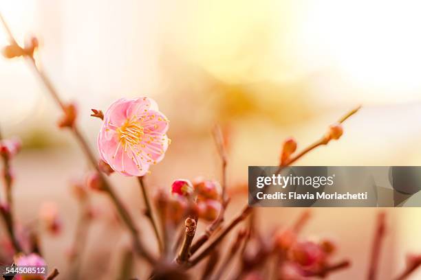 cherry blossom at sunrise - provincia di santa fe foto e immagini stock