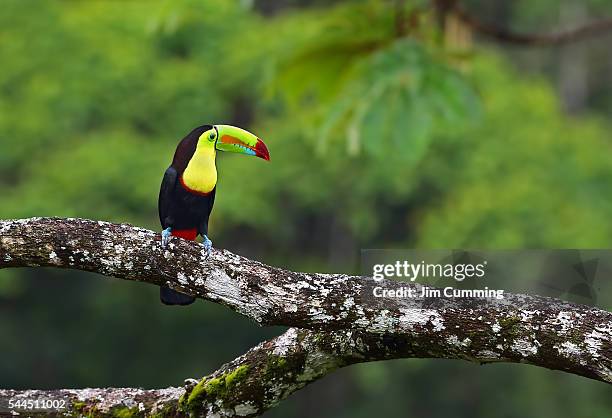 keel-billed toucan costa rica - costa rica toucan stock pictures, royalty-free photos & images