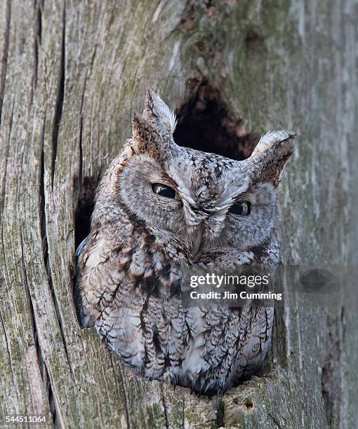 screech owl - mocho de orelhas americano imagens e fotografias de stock