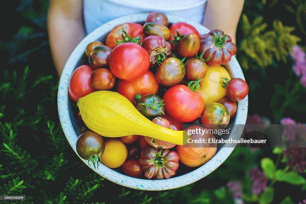 Child (4-5) holding bowl of garden tomatoes