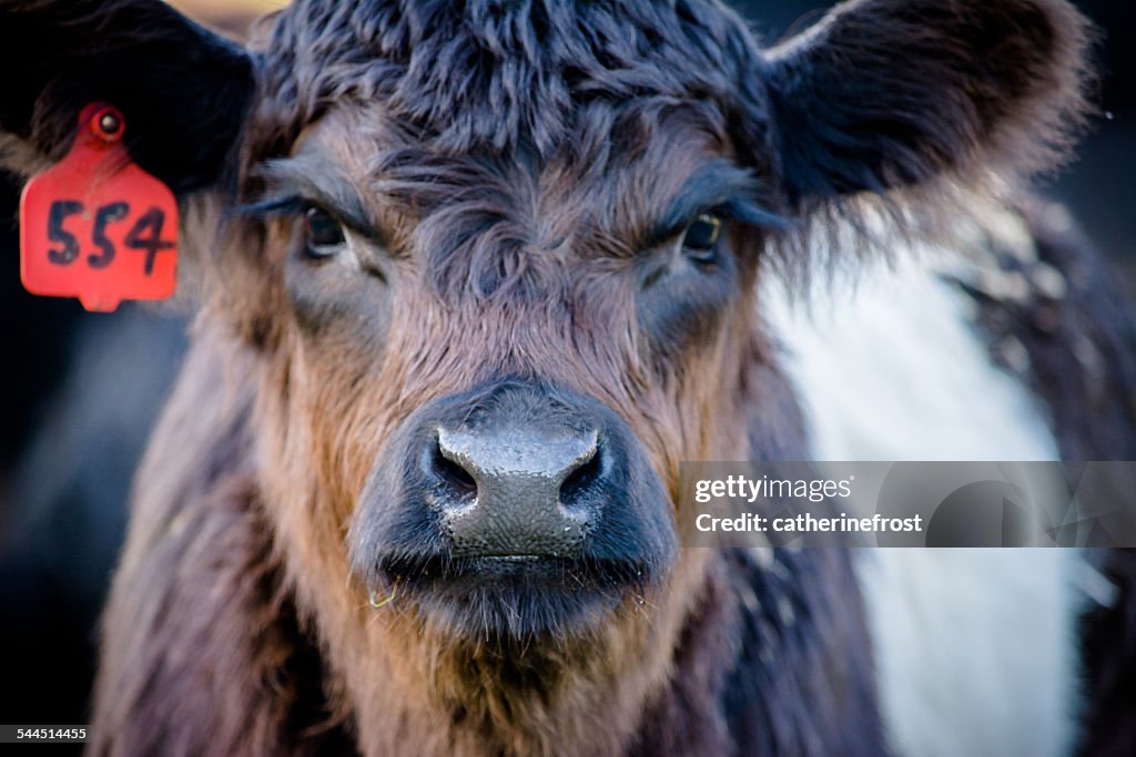 Belted galloway calf