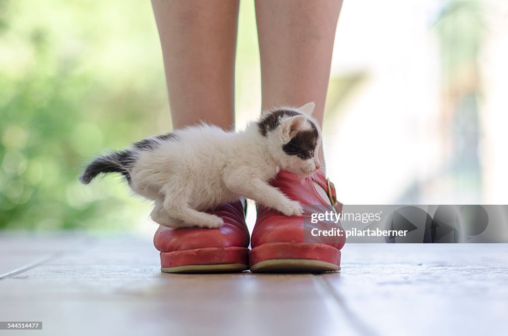 Kitten over Red Shoes