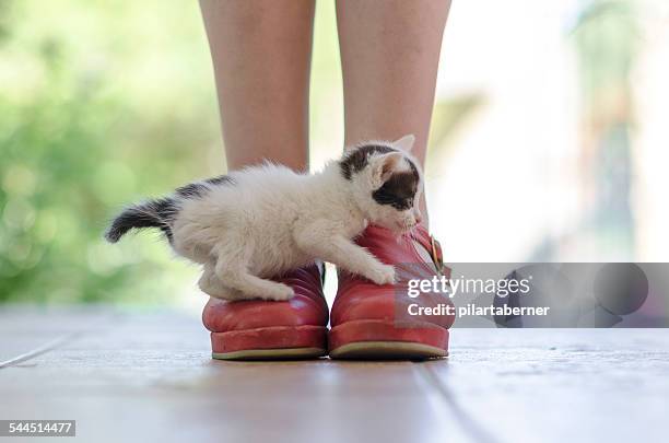 Kitten over Red Shoes