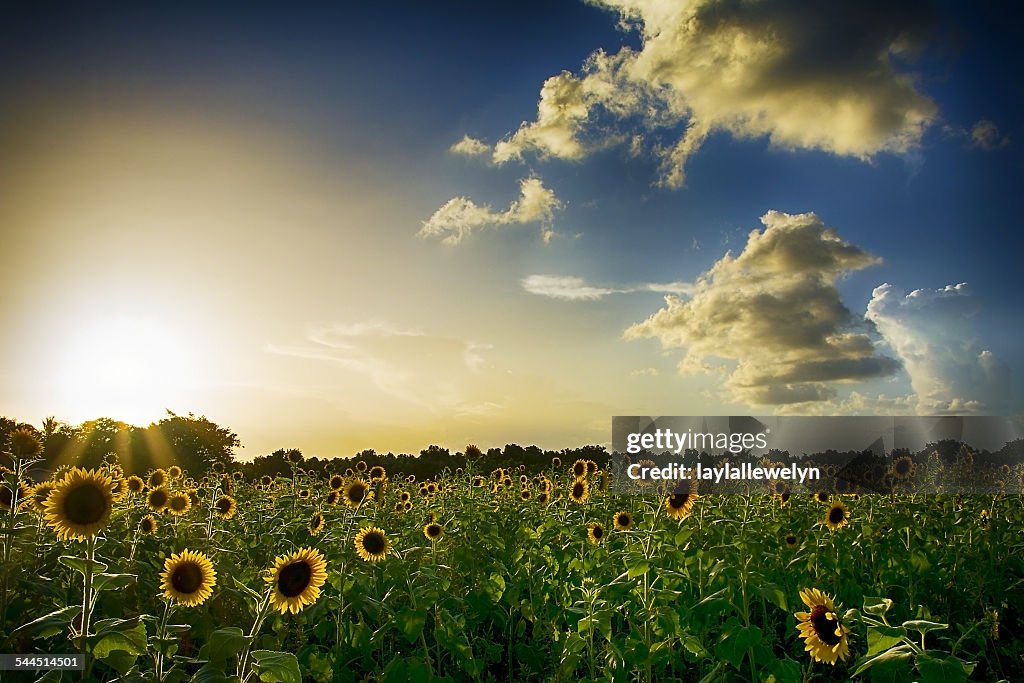 Sunset over sunflower field