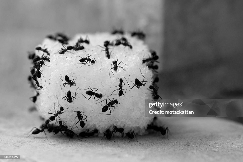 Ants feeding on sugar cube