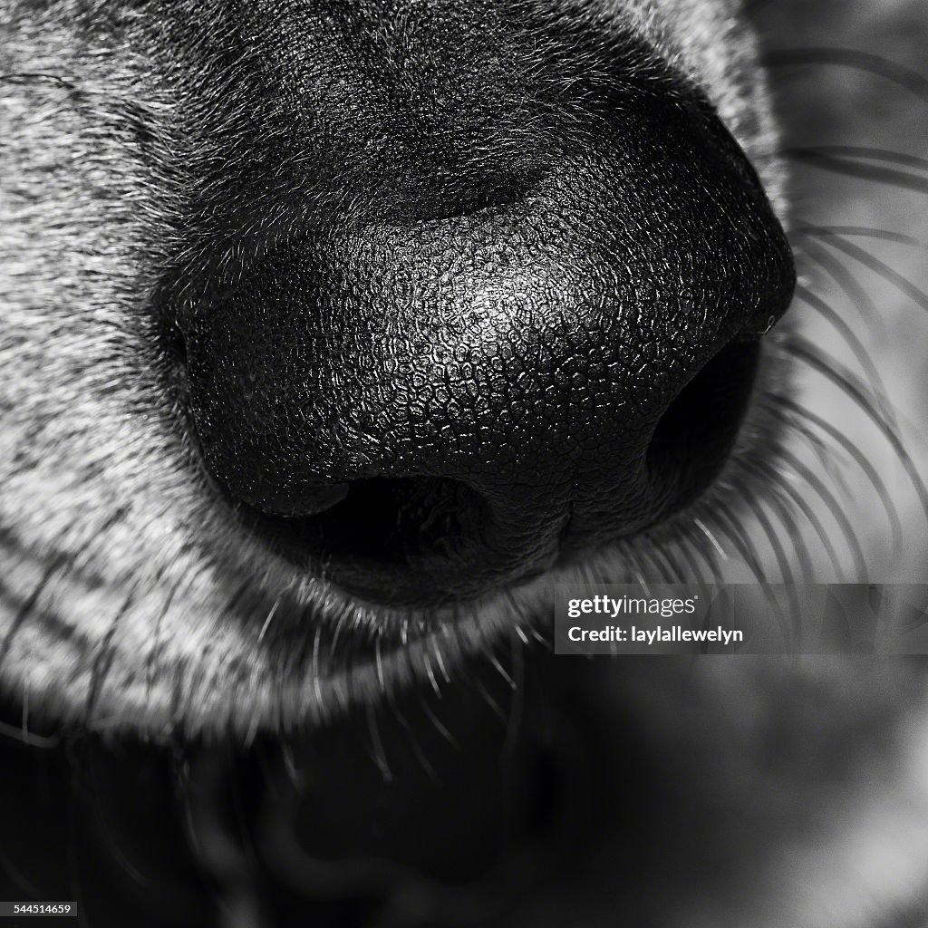 Macro capture of dog's nose